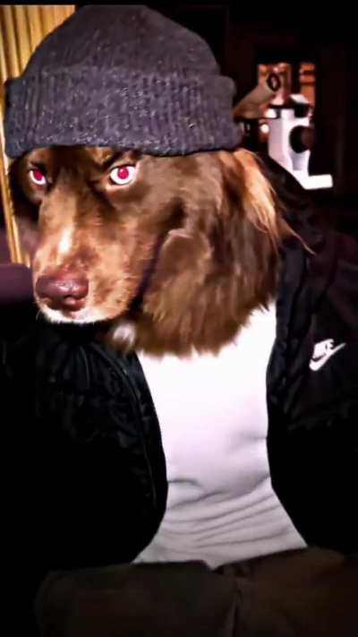 Losercity dog