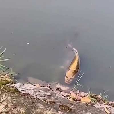 Strange fish spotted with human like face