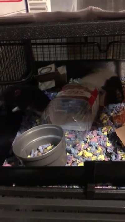 Buddha (white) and Zeus (grey) boxing until they remember I brought pecans