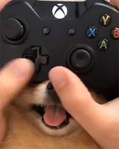 I found the snoot snoot cheat