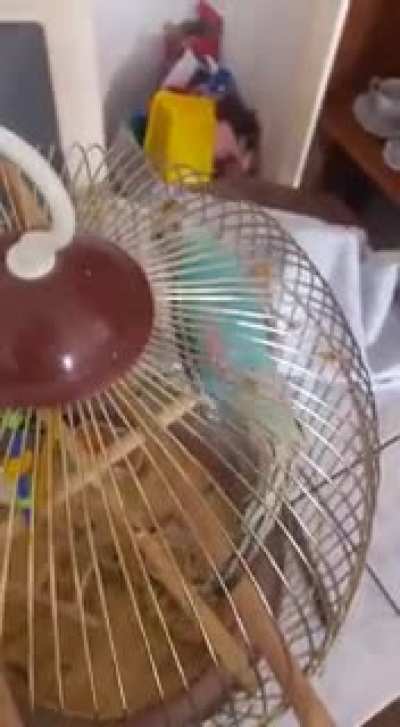 Agalar mavişim uzun uğraşlar sonucu bordo bereli oldu