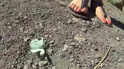 Butterfly Crushing
