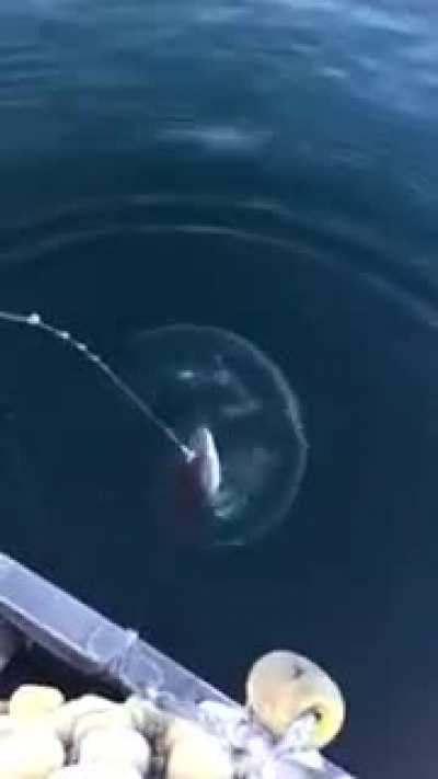 When Americans find out that a group of fish is called a school of fish