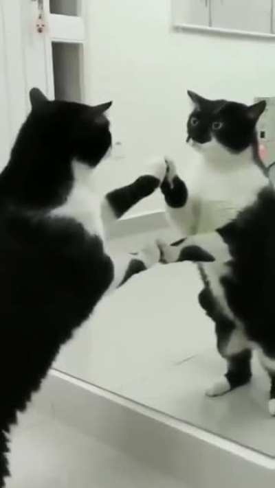 Cat encounters self in mirror...but wait.