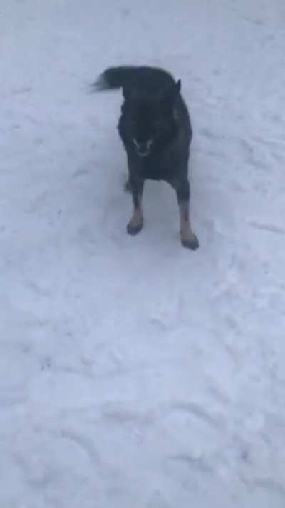 First time at the park in the snow after adoption zoomies I can&rsquo;t stand it