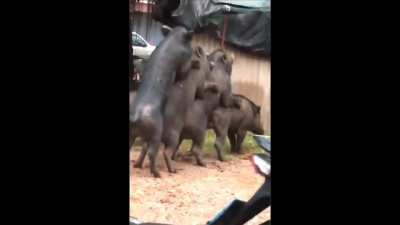 Five decker bacon sandwich