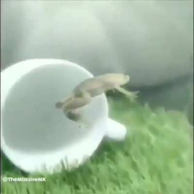 Sapo