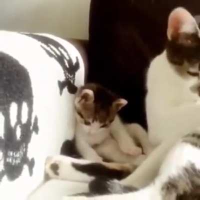 Cute kitten
