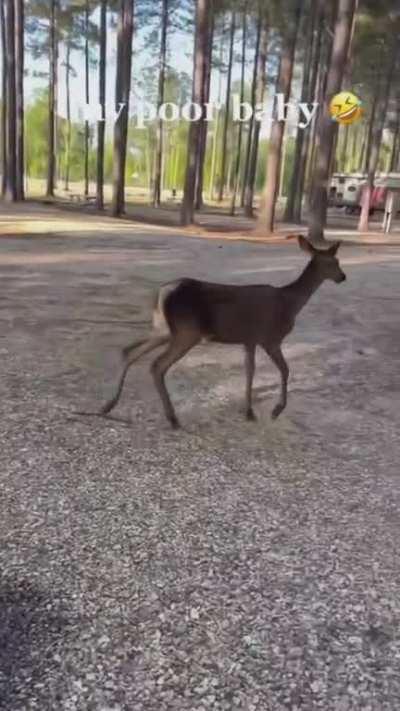 a nice deer