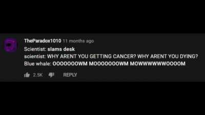 Whales cannot get cancer and are objectively better than you.