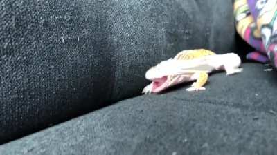 When you can&rsquo;t get that last piece of shed off. At 0:08, Thunderlane realizes he made a terrible mistake!