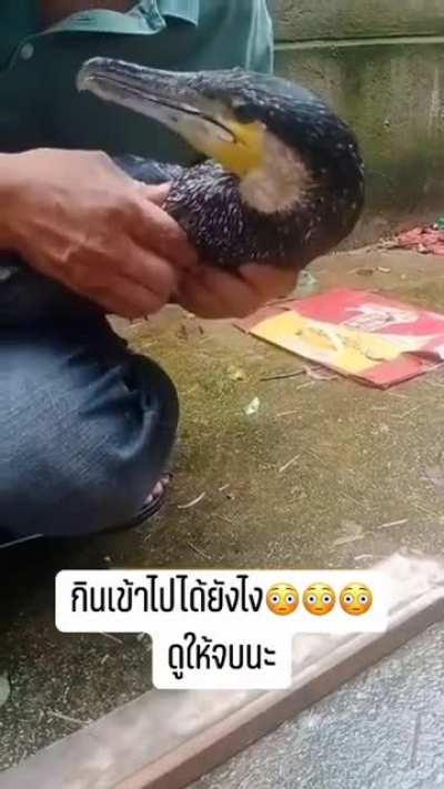 Cruel man forces a plastic bottle down poor bird&rsquo;s throat