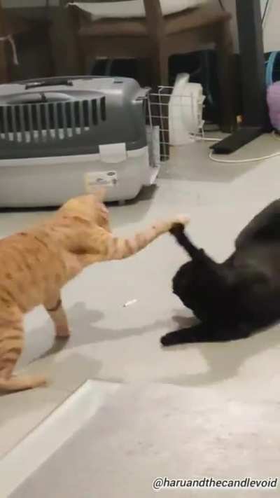 Cat Fight Can Fit Any Metal Song