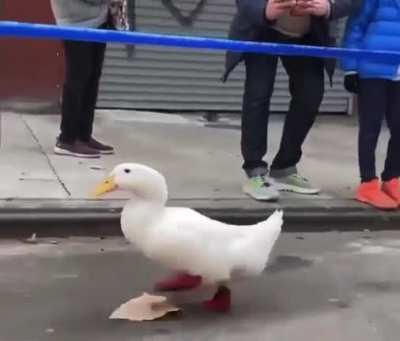 Don&rsquo;t tell this duck what it can&rsquo;t do.