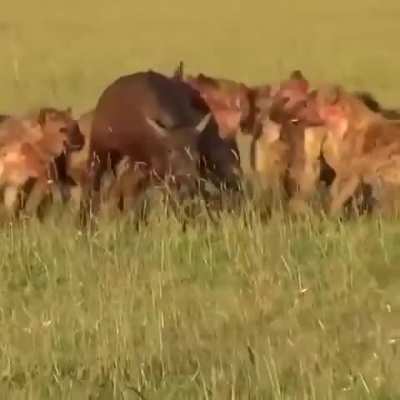 Wild nature