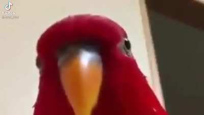 Quando eu falo pro meu pai que assisto hentai.(n&atilde;o liga se eu peguei o v&iacute;deo do tiktok) :)