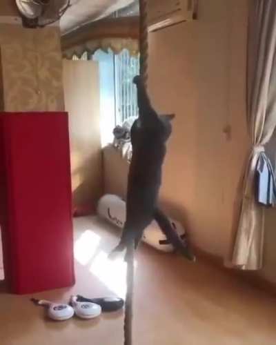 Hit cat in action