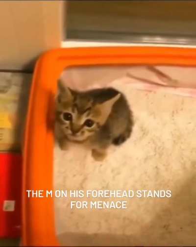 Wunkus the Menace
