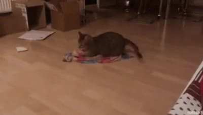 It&rsquo;s better this way human