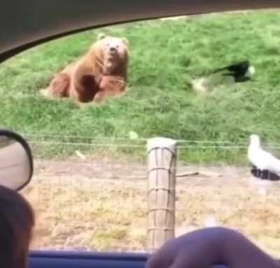 😎🐻😎