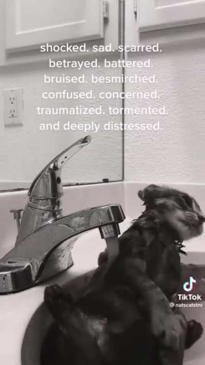 cat bath rule