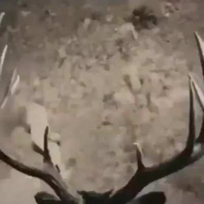 Cursed_elk