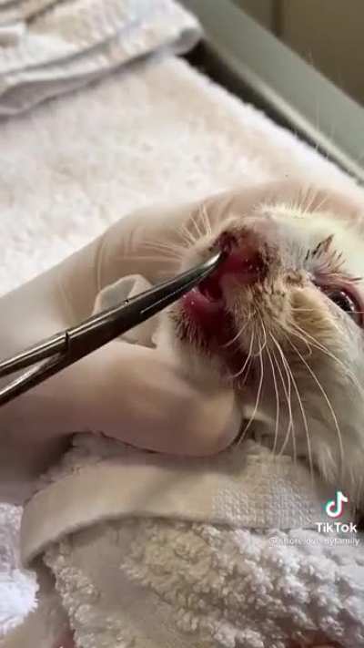 Vet removing maggot from kitten&rsquo;s nose