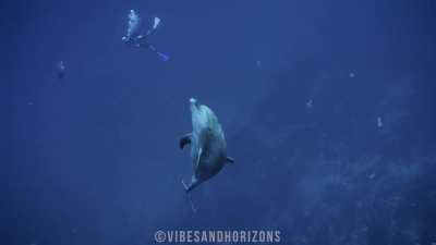 Dolphins of Socorro
