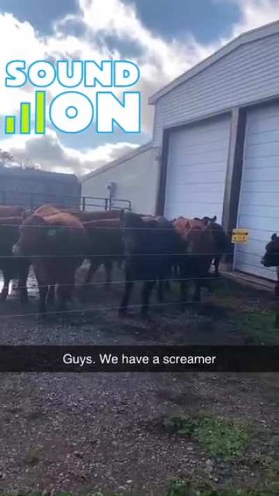 Cows go moo, right?