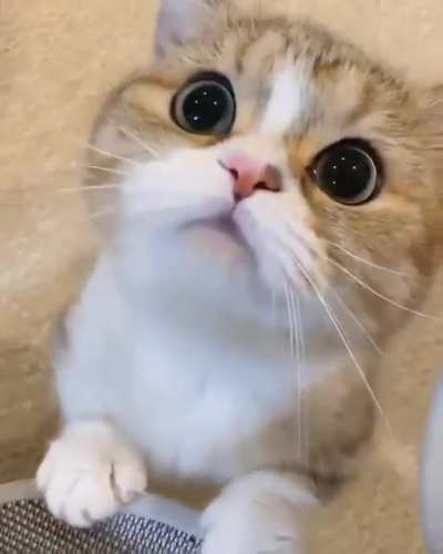 Those Eyes