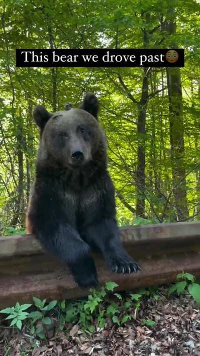 Good bear
