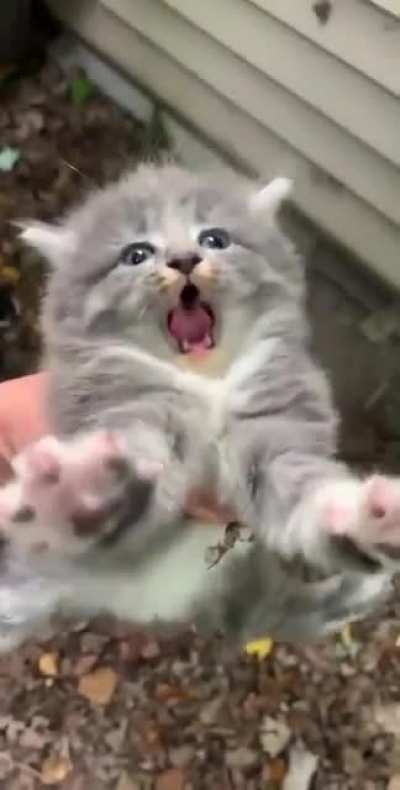 Oh he mad