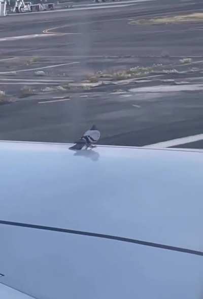 My pigeon people need me