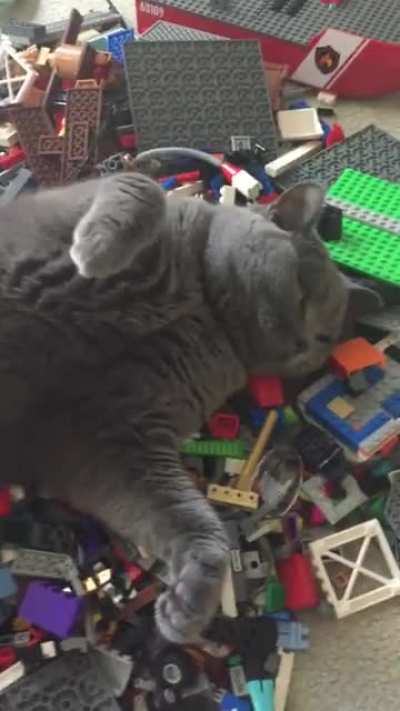 Apparently this is the comfiest place to sleep in our house&hellip;.