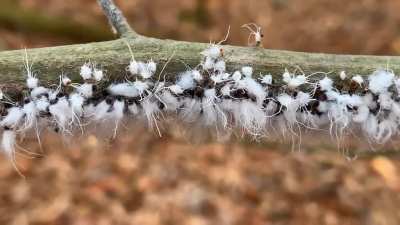 There were hundreds of these on a branch. They didn’t walk, only swayed back and forth.