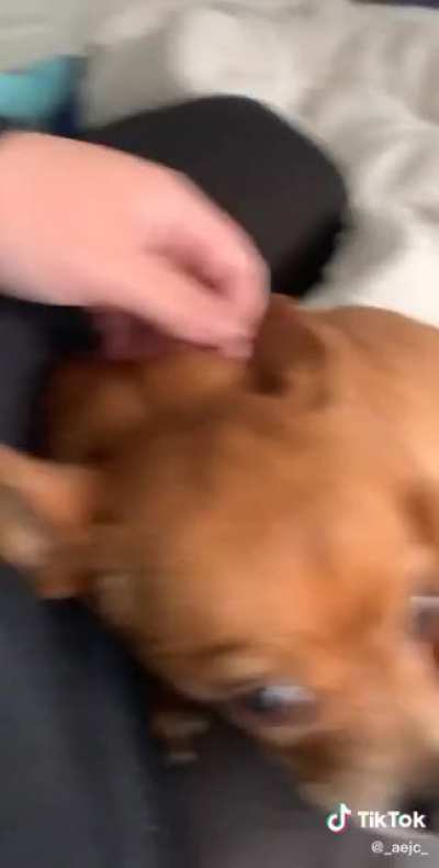 Cutest chihuahua ive seen
