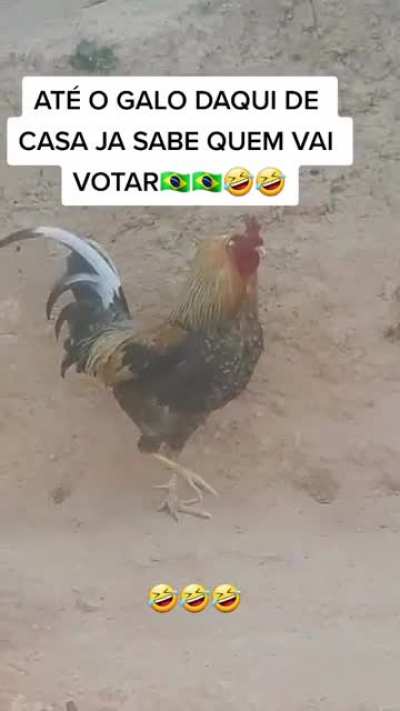 Voto em Branco/Nulo n&atilde;o &eacute; uma op&ccedil;&atilde;o!