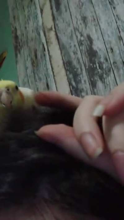 Birb attack