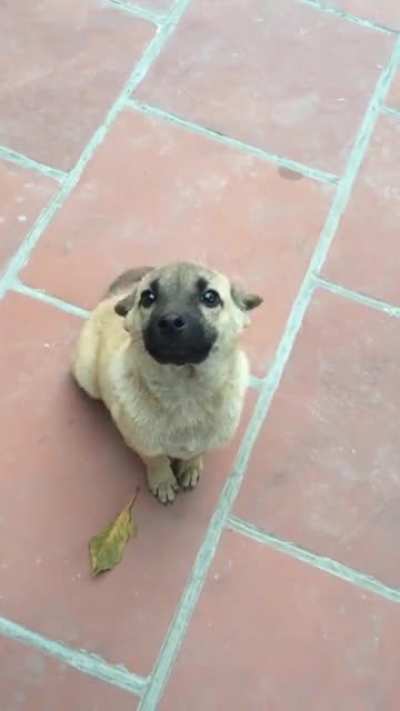 Pet it already
