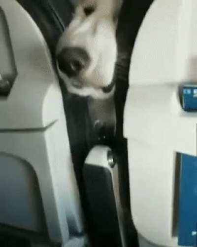 Nosy neighbor on the plane