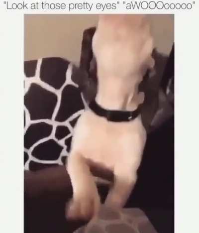 Tiny pup says "Crrrrooo!"