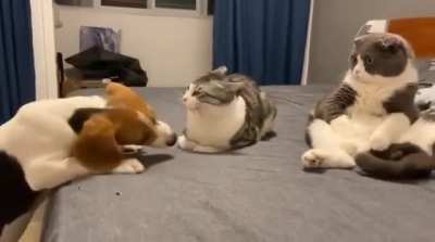 to figure out WTF is happening