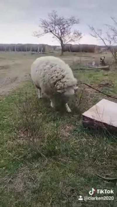 Oscar vs El yuyo (o si no lo est&aacute; usando de peine) hagan un flair dedicada a Oscar 🐑