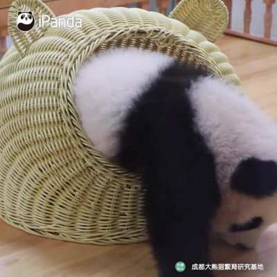 Sheltered lil panda ^.^ (Source: IG: @ipandachannel)