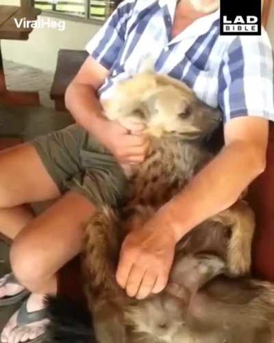 Hyenas raised in captivity are known to be affectionate