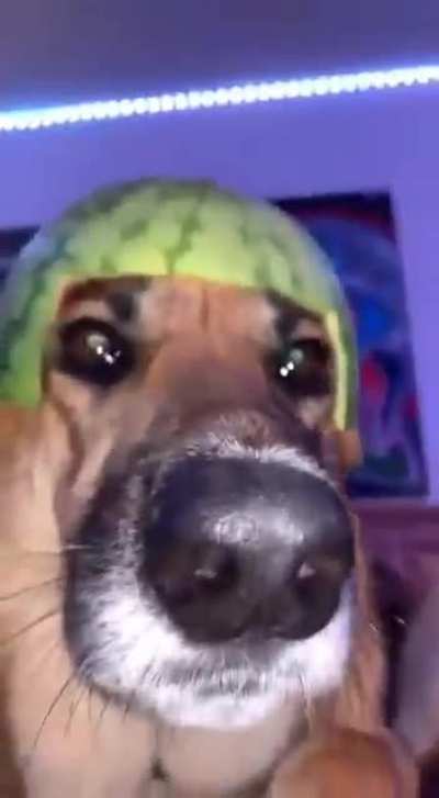 dogg melone