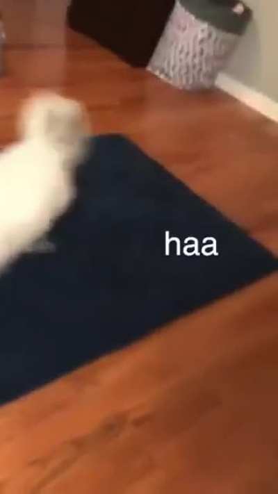 The ADHD Fox