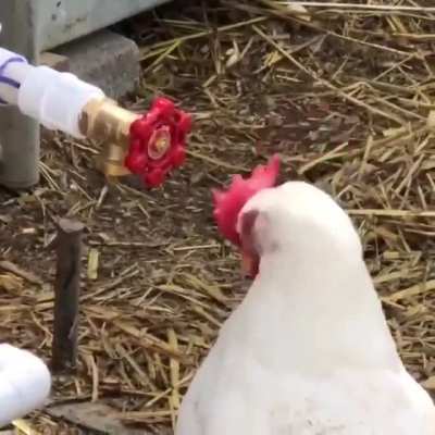 Chicken 🐔 be like "Imma mess you up"