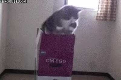 Blursed_Cat
