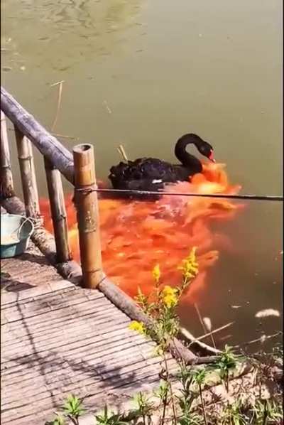 Black swan &amp;amp; co.